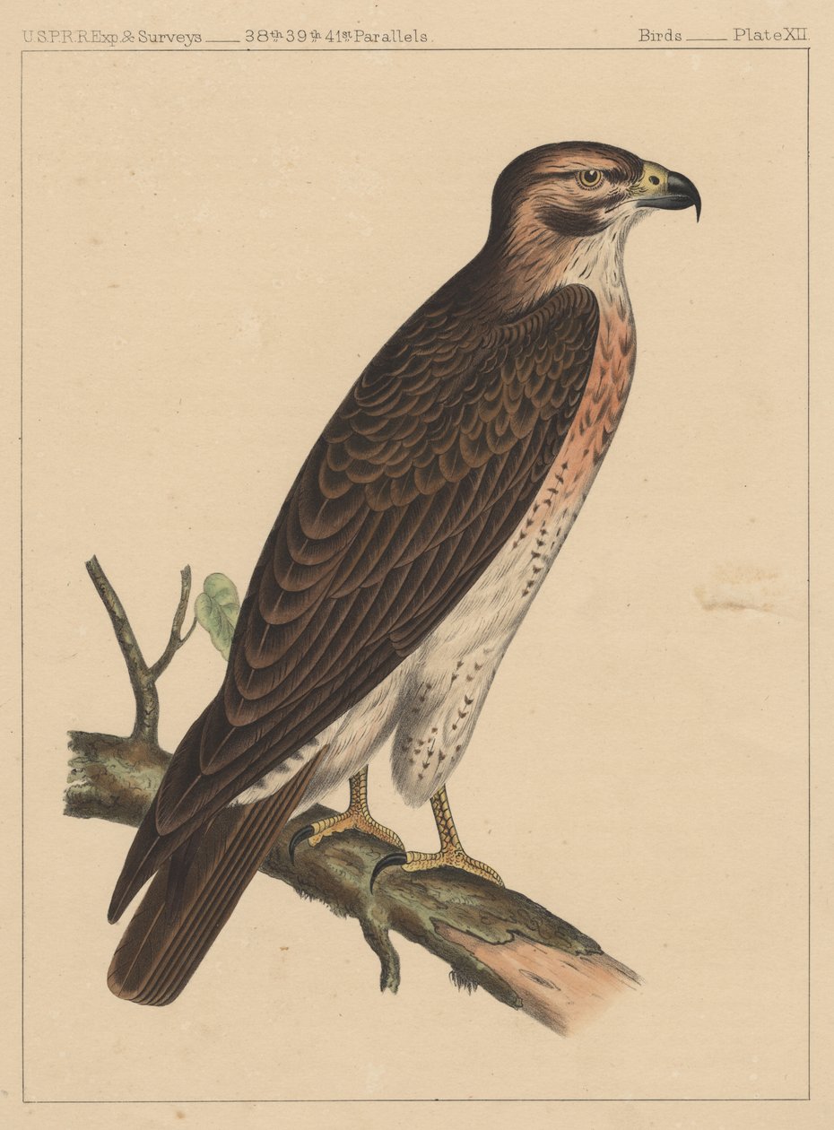 Fugle, tavle XII, 1855 af American School
