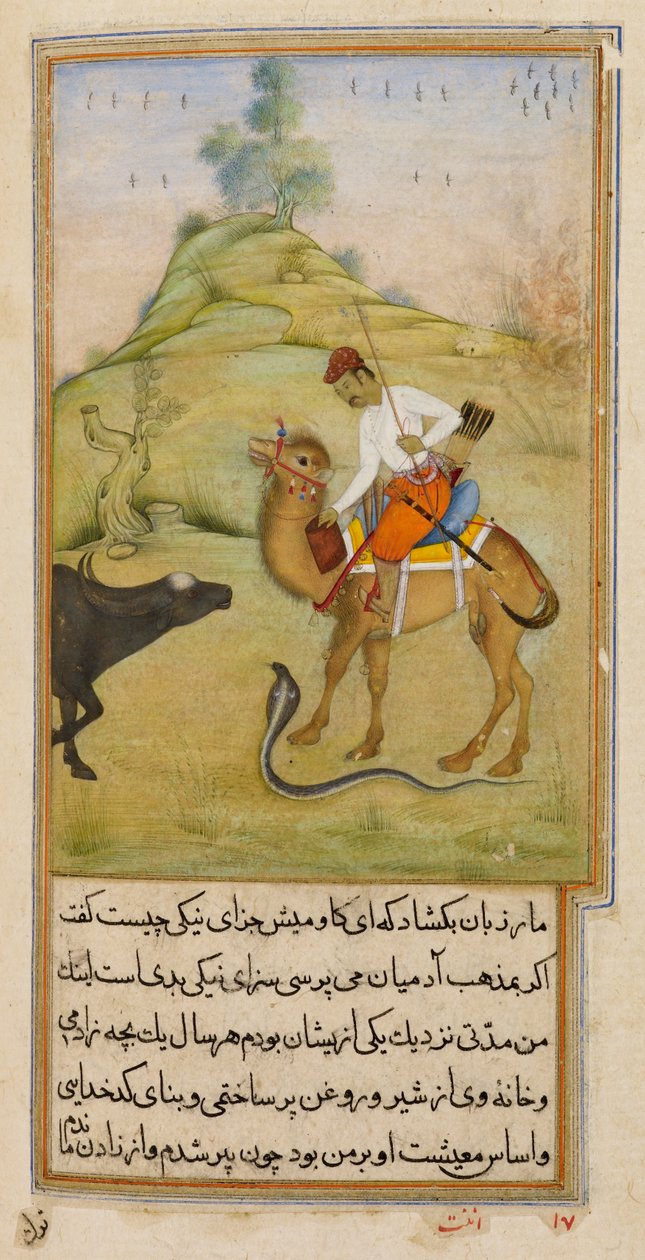 The Camel Rider, illustration fra 