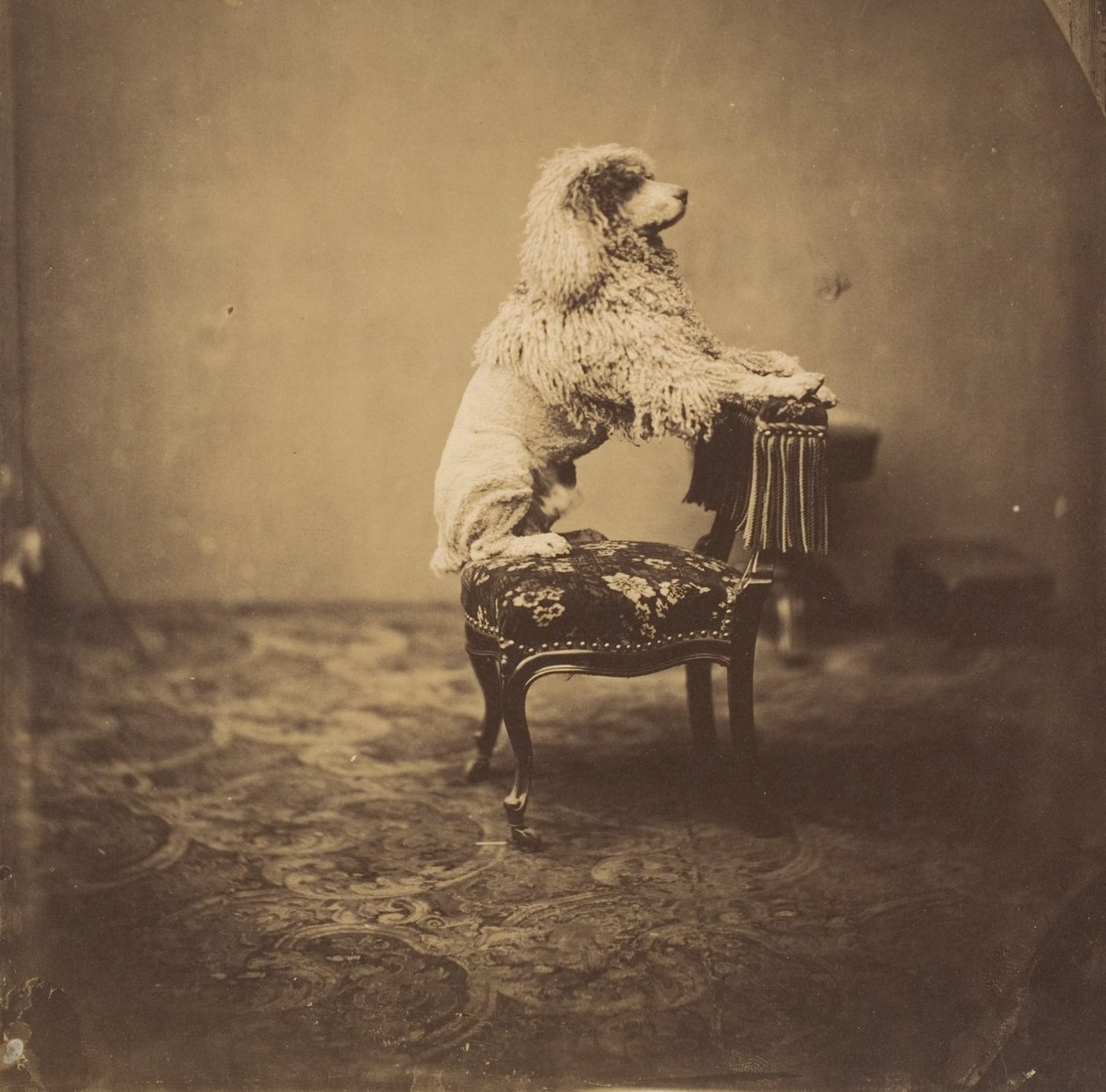 [Kejserinde Eugenies puddel], 1850