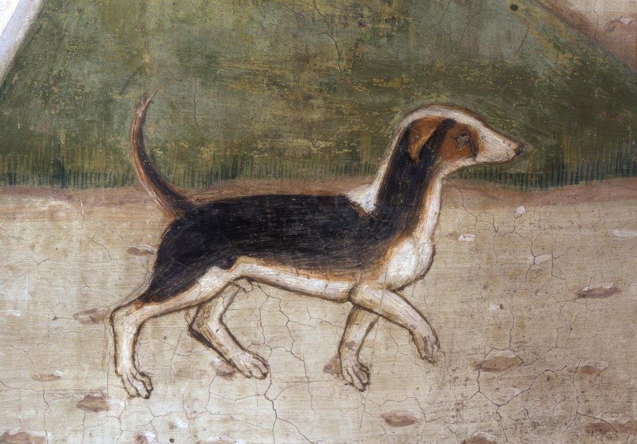 Atri, katedral, hund / fresco af A.Delitio af Andrea Delitio