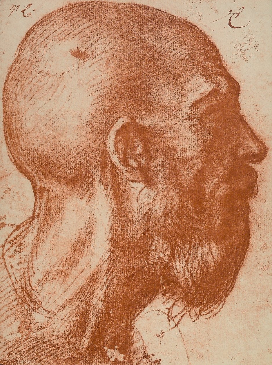 Mands hoved i profil af Andrea del Sarto
