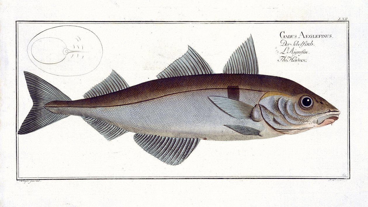 Kuller (Gadus Aeglefinus) plade LXII fra 
