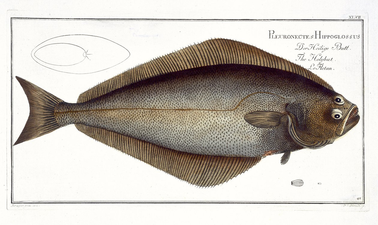 Helleflynder (Pleuronectes Hippoglossus) plade XLVII fra 
