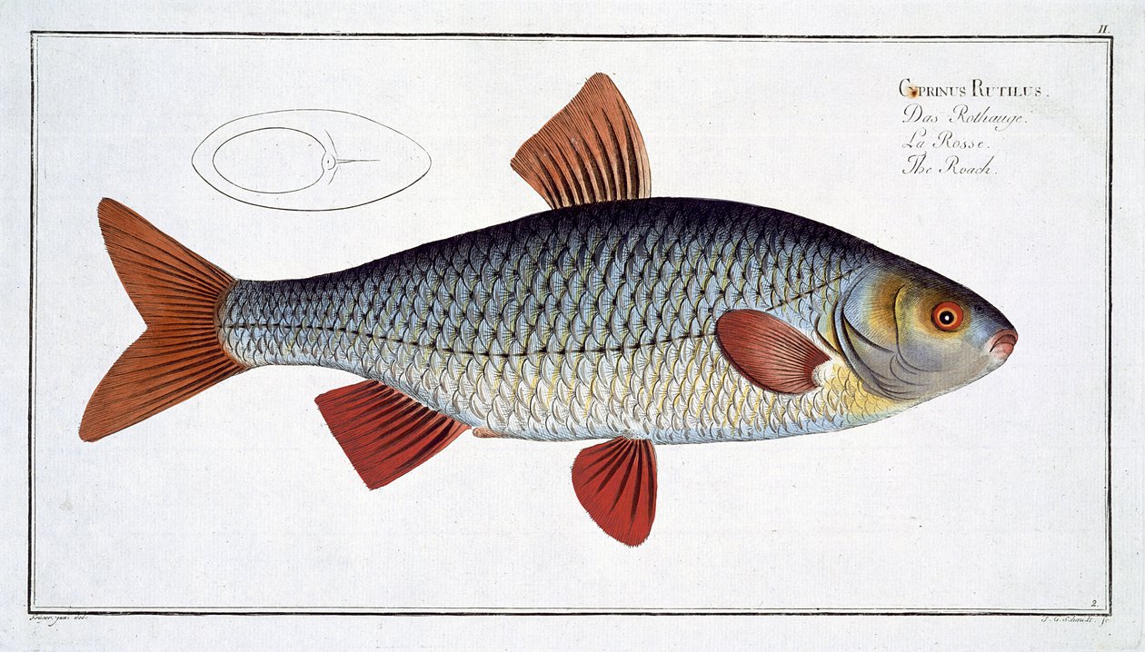 Roach (Cyprinus R utilis) plade II fra 