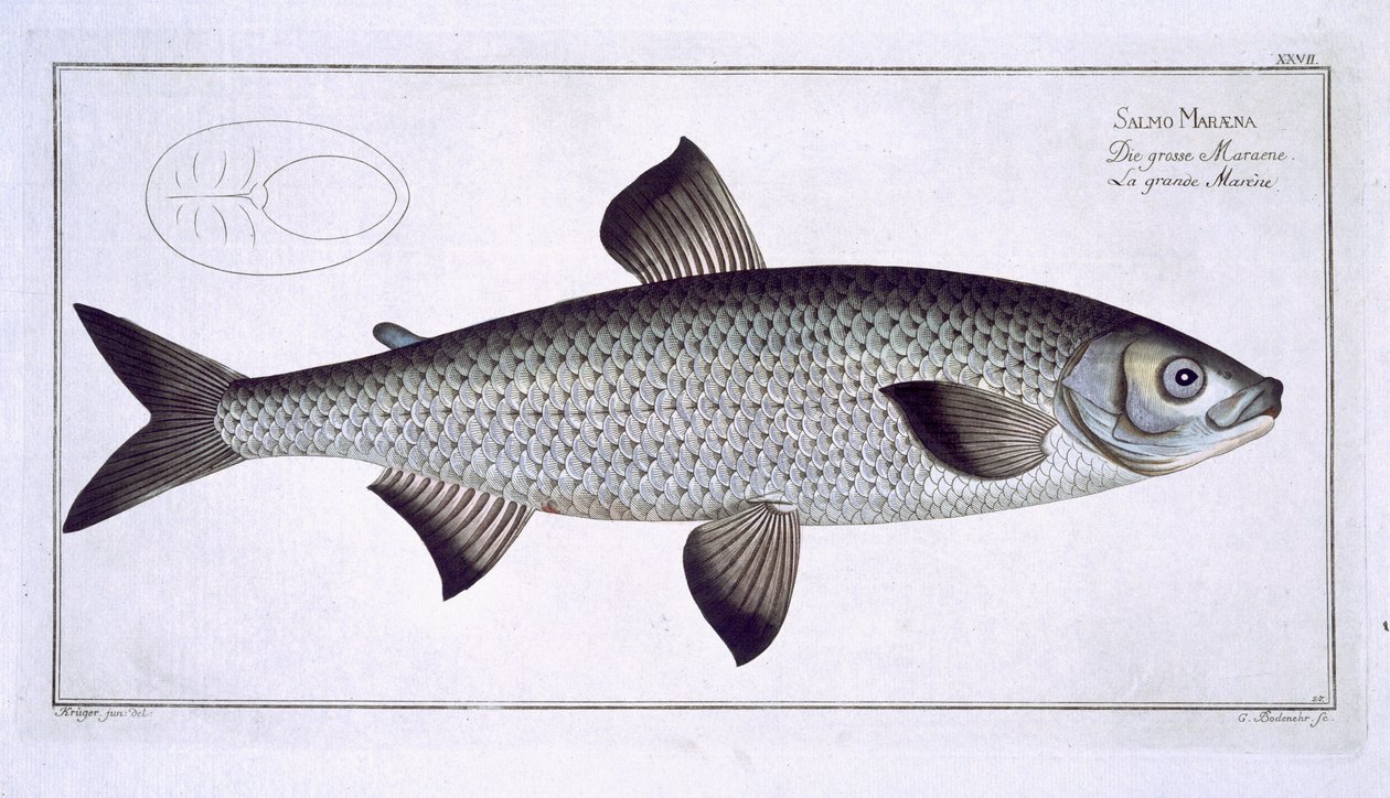 Lakse (Salmo Maraena) plade XXVII fra 