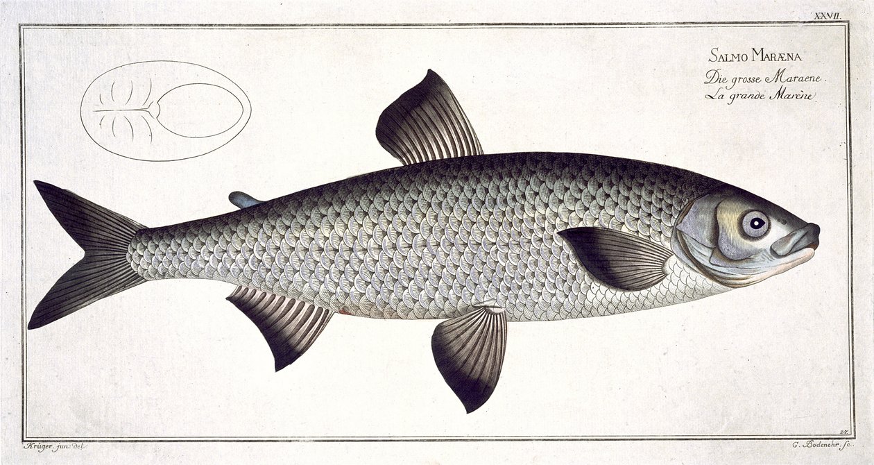 Lakse (Salmo Maraena) plade XXVII fra 