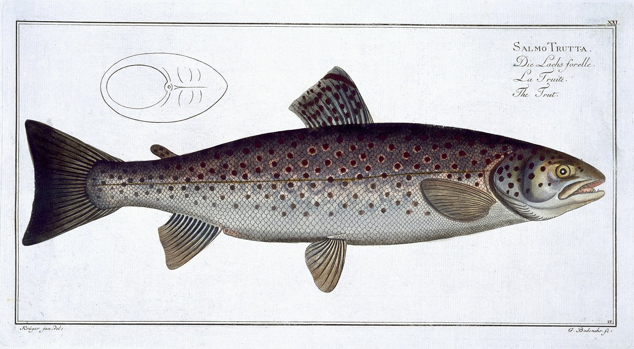 Havørred (Salmo Trutta) tallerken XXI fra 