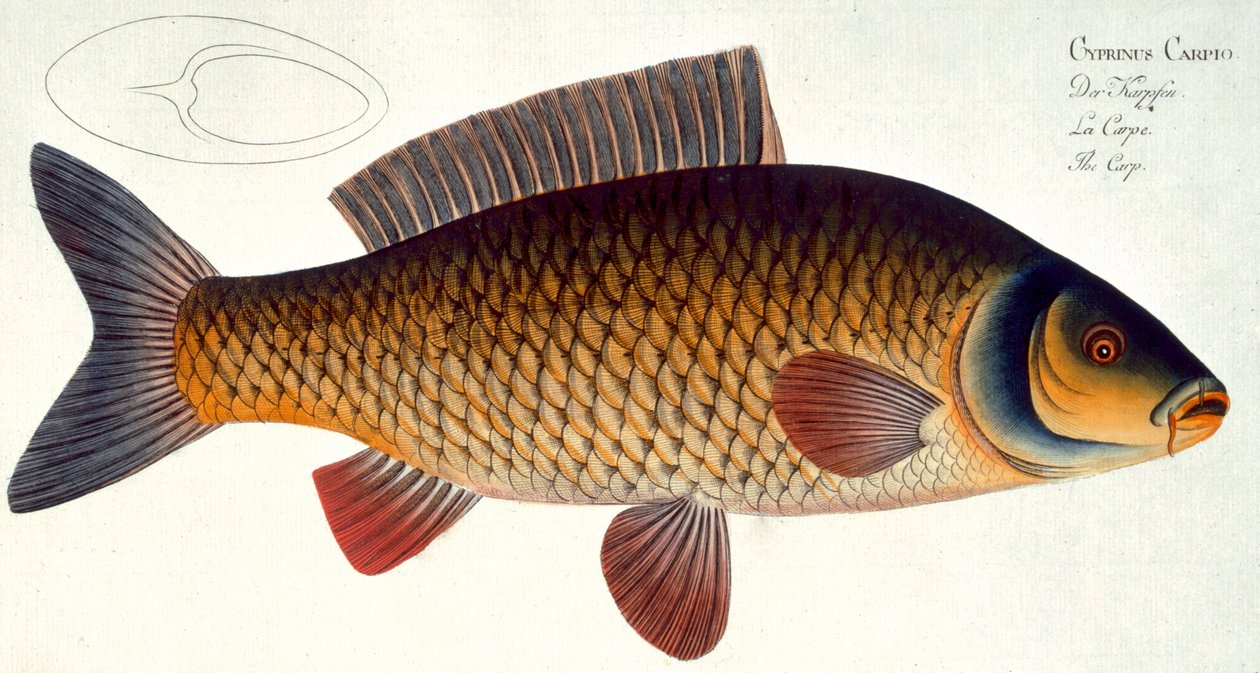 Karpe (Cyprinus Carpio) plade XVI fra "Ichthyologie, ou histoire naturelle generale et particuliere des poissons", af Marcus Elieser Bloch (1723-99), graveret af Gabriel Bodenehr (1673-1766), udgivet af af Andreas Ludwig Kruger