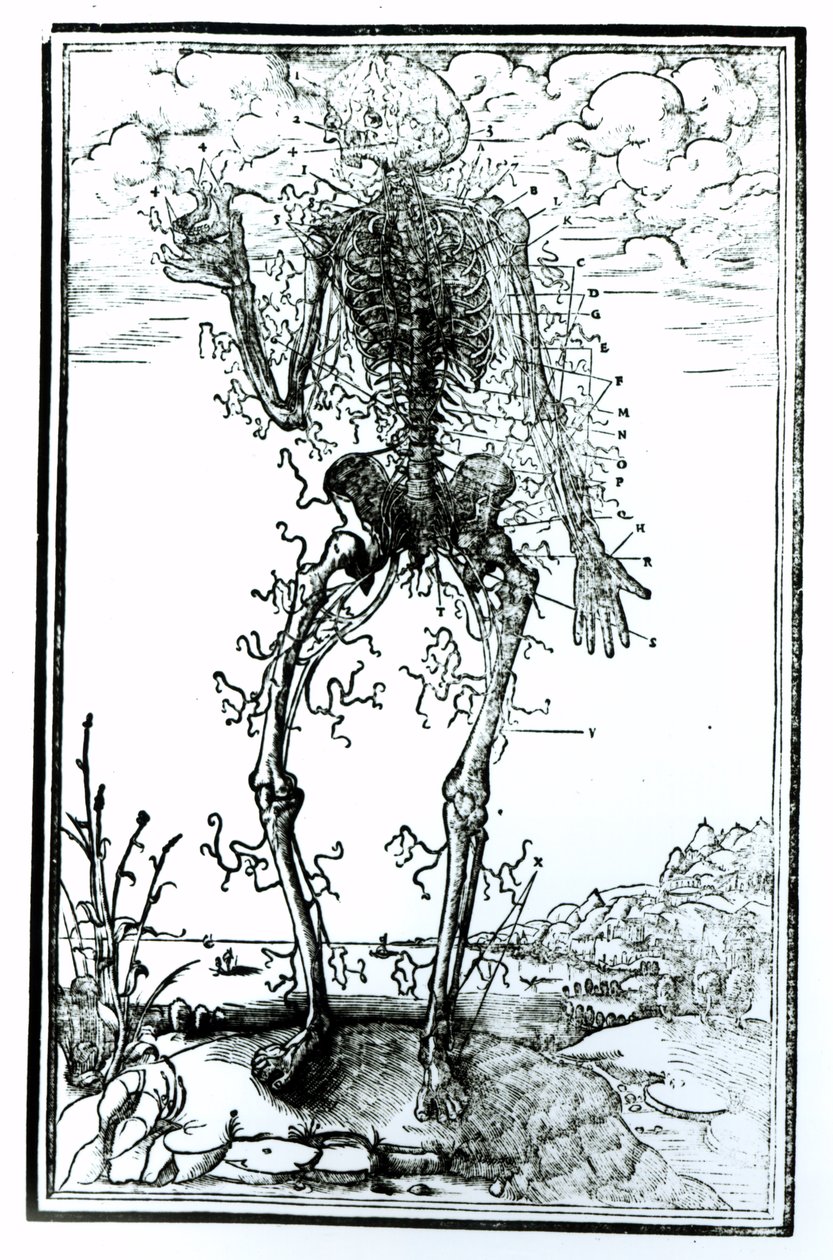 Kroppens karsystem af Andreas Vesalius