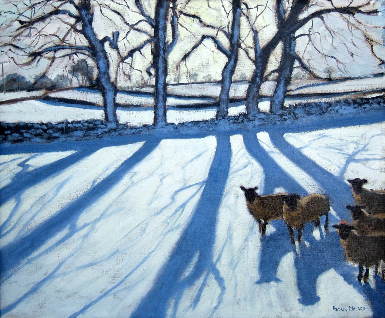 Får i sne, Derbyshire af Andrew Macara