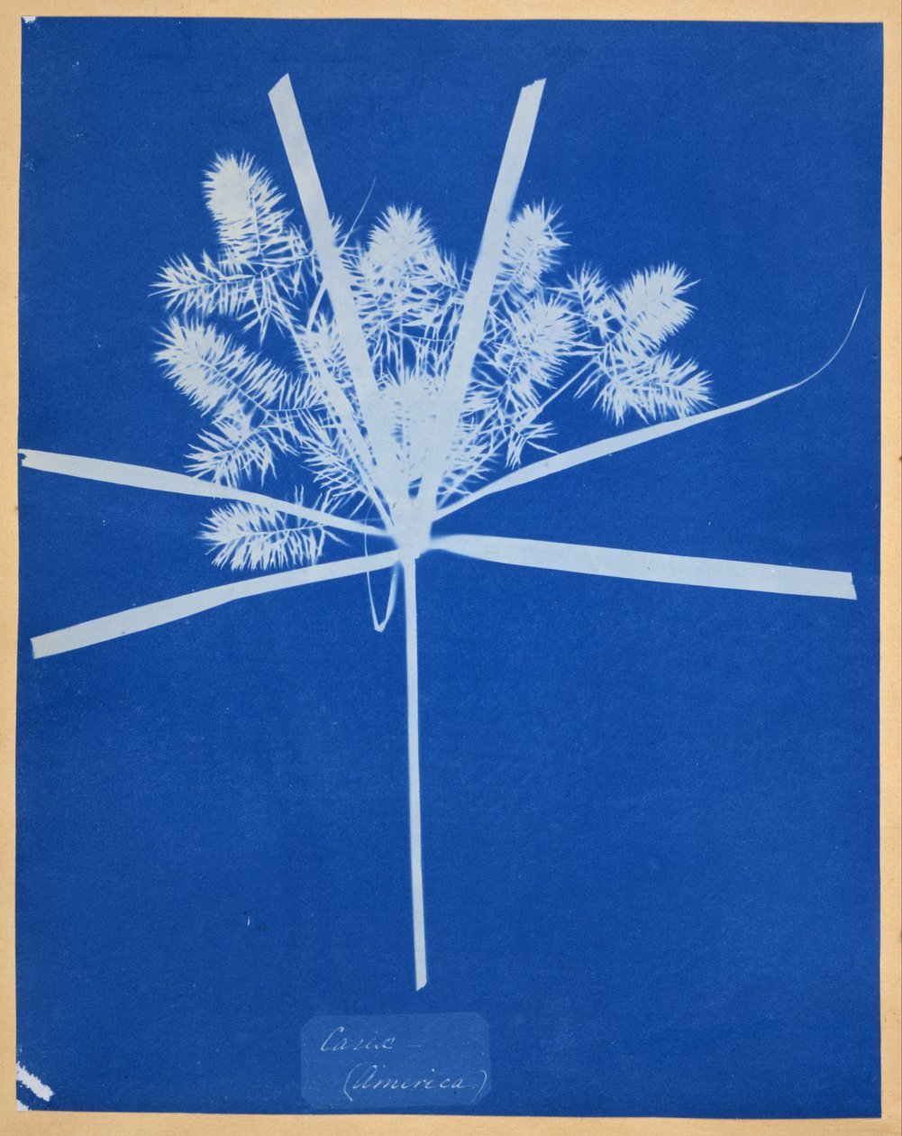 Carix (Amerika) af Anna Atkins