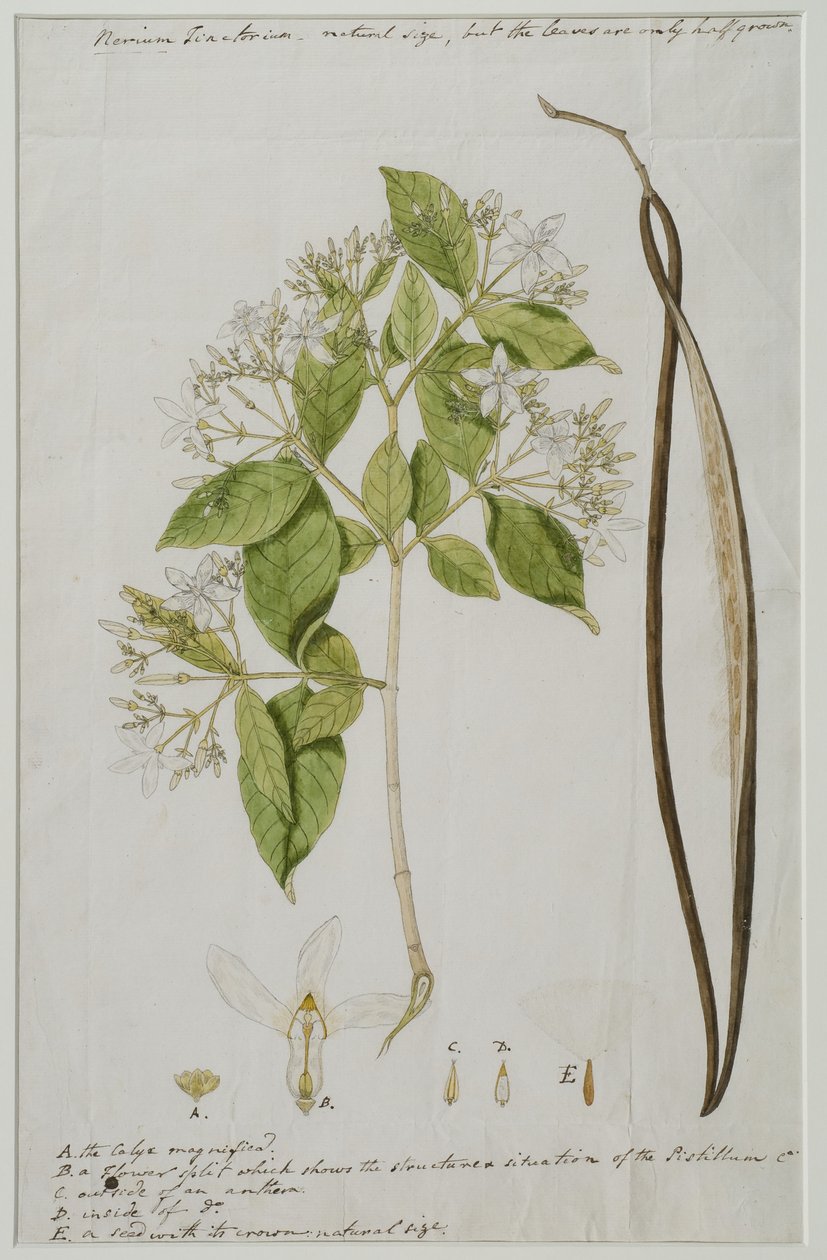 Wrightia tinctoria (Roxb.) R, 1785 (wc på papir) af Anna Maria Jones