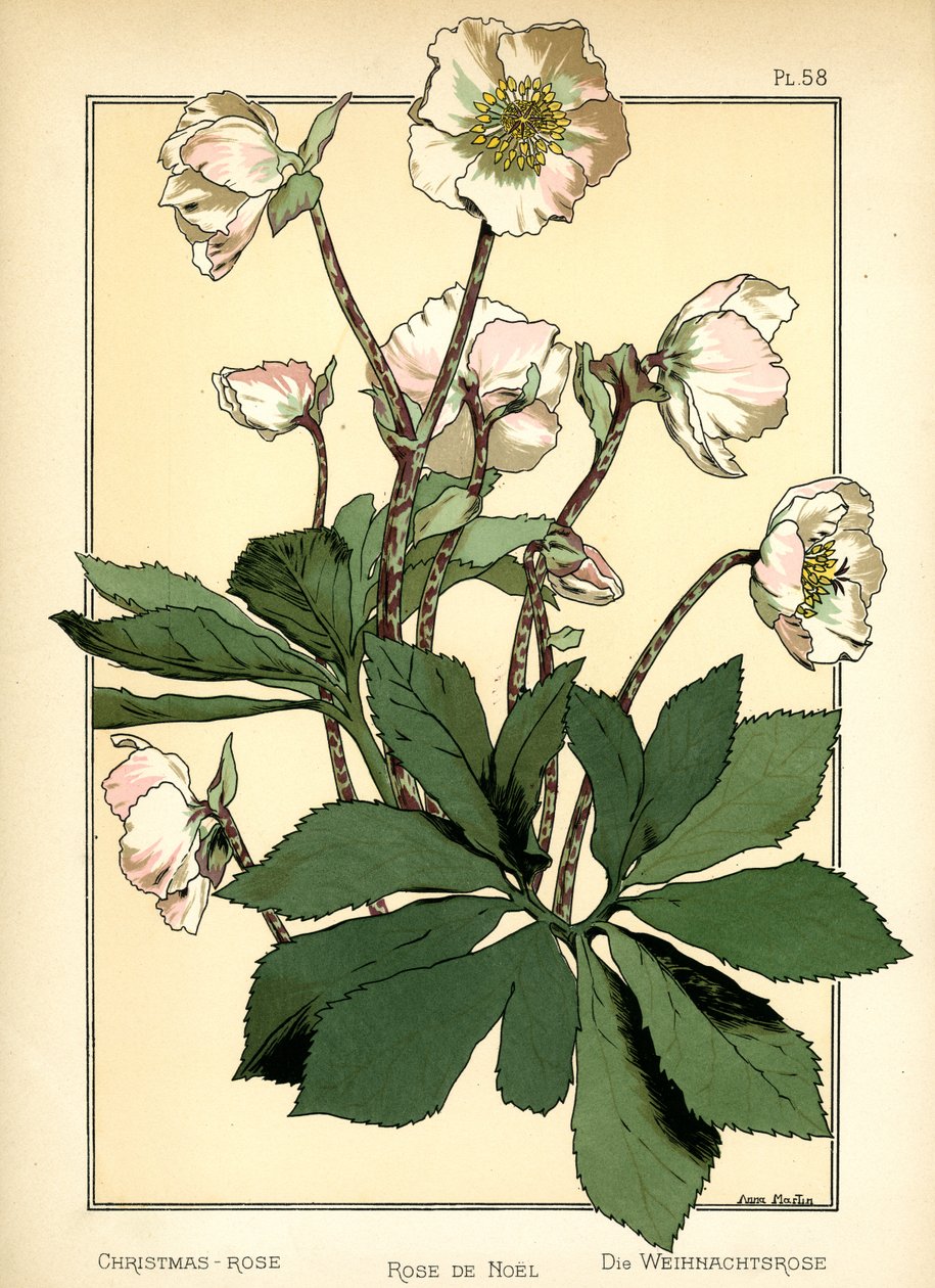 Julerosen af Anna Martin