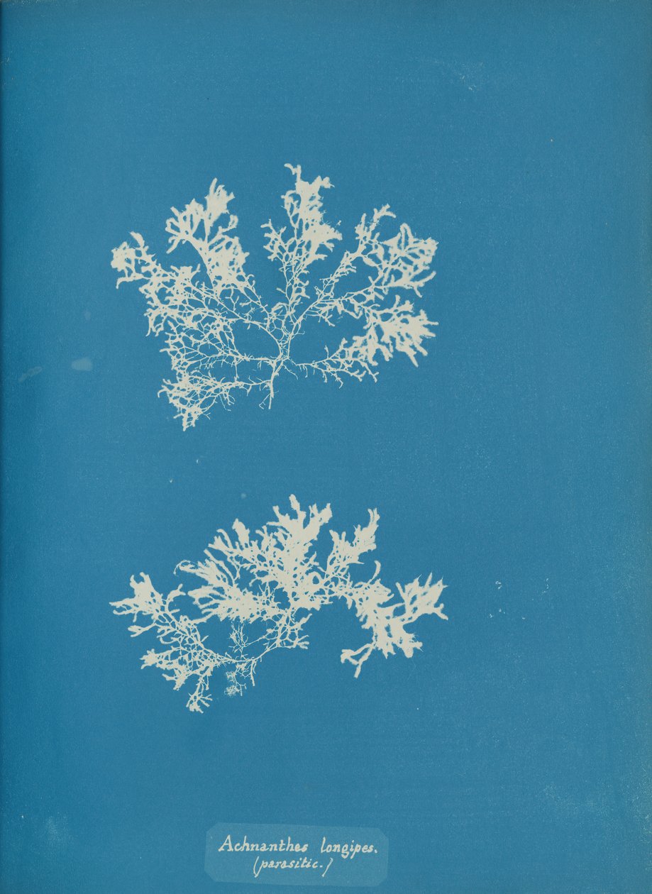 Achnanthes longipes. parasitisk., ca. 1853. af Anna Atkins
