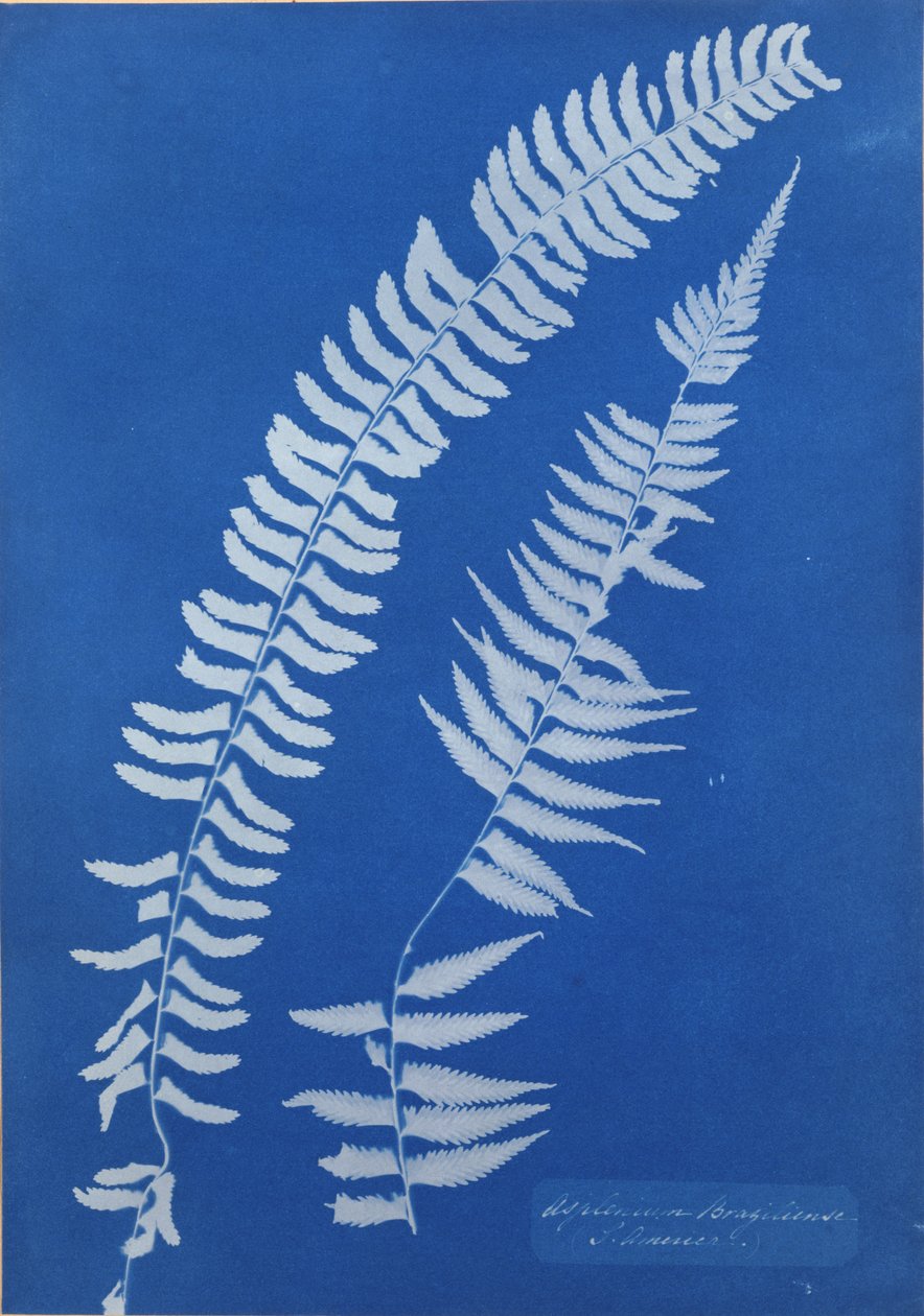 Asplenium Braziliense, S. America af Anna Atkins