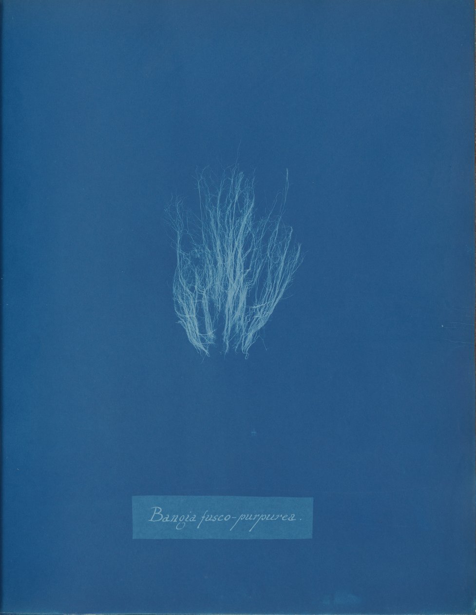 Bangia fusco-purpurea, ca. 1853. af Anna Atkins