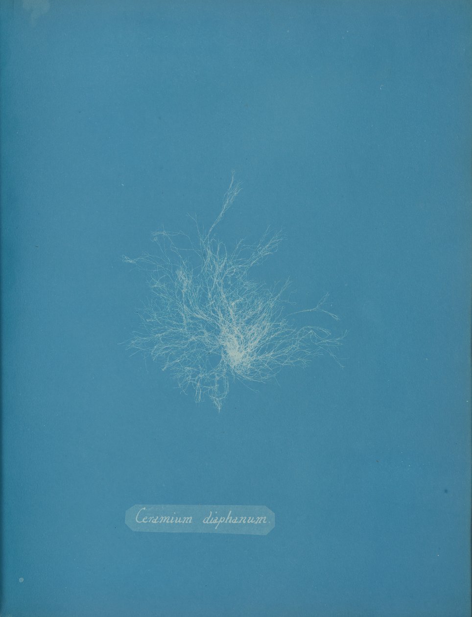 Transparent keramik, ca. 1853 af Anna Atkins