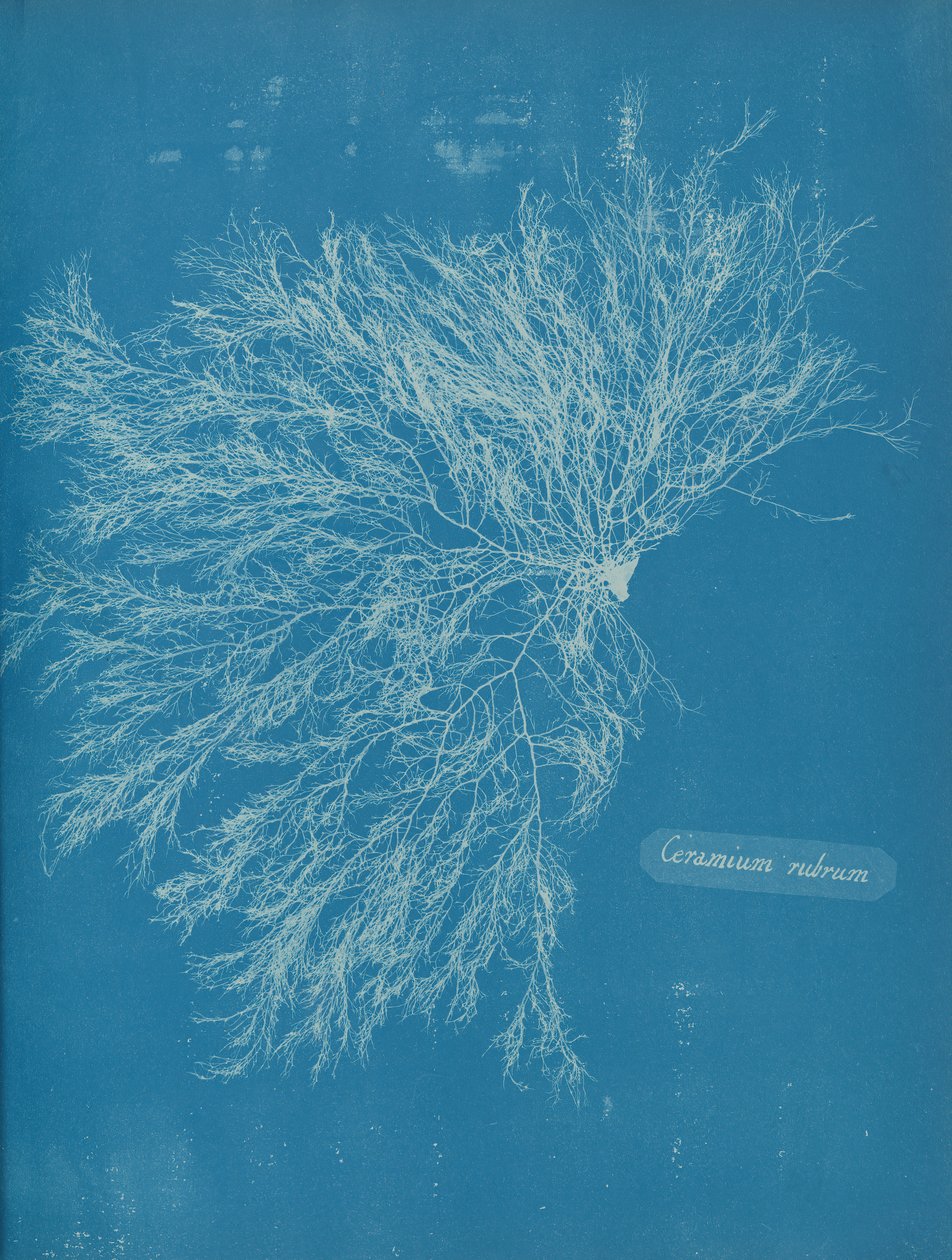 Rød keramik, ca. 1853 af Anna Atkins