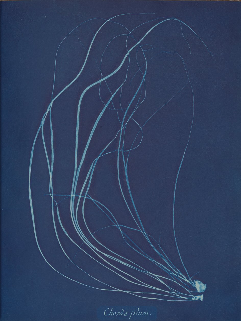 Trådsnor, ca. 1853 af Anna Atkins