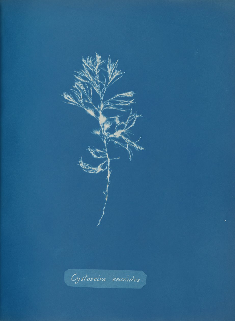 Cystoseira ericoides, ca. 1853. af Anna Atkins
