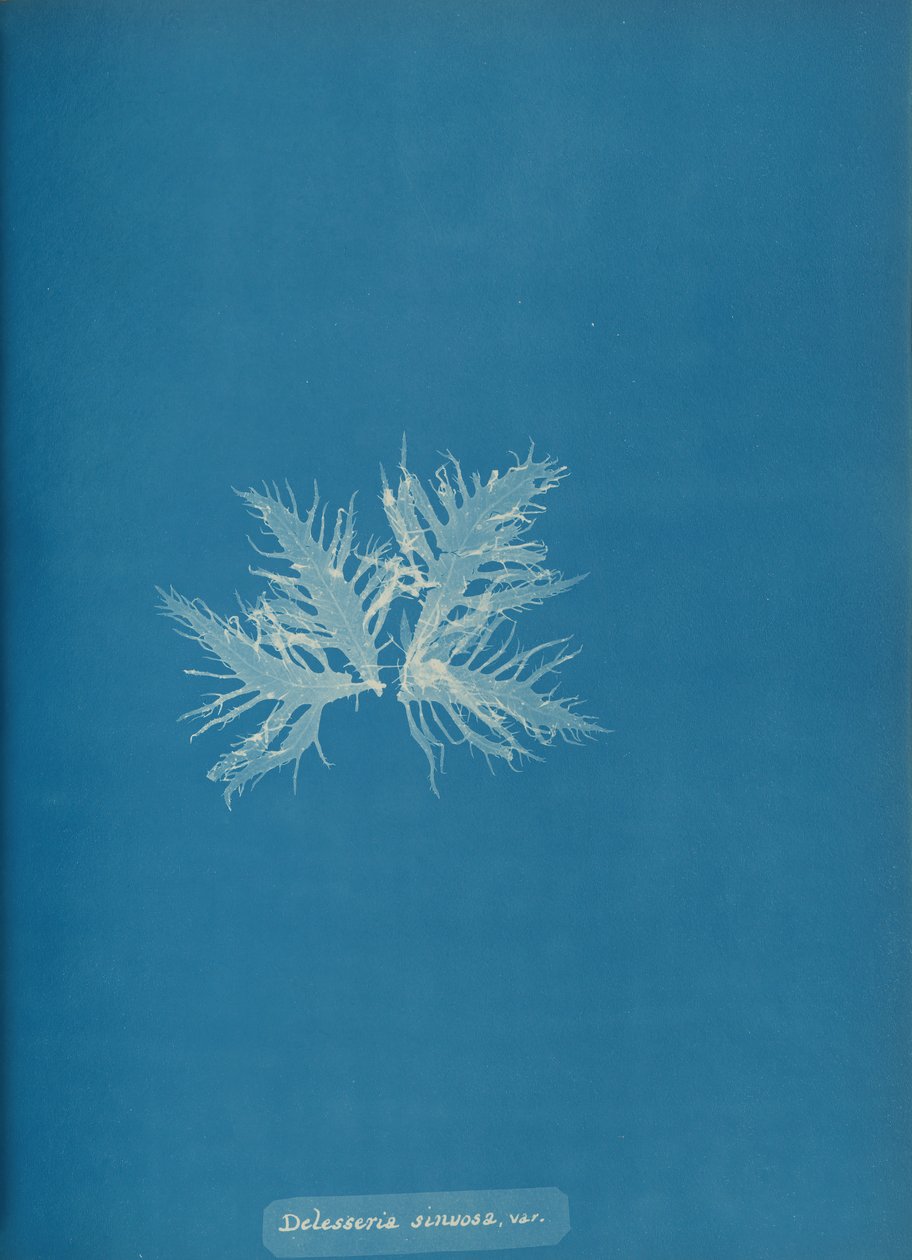 Delesseria sinvosa, var., ca. 1853. af Anna Atkins