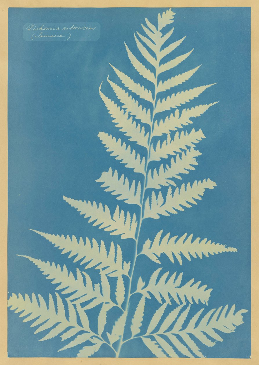 Dichsonia arborescens, Jamaica af Anna Atkins