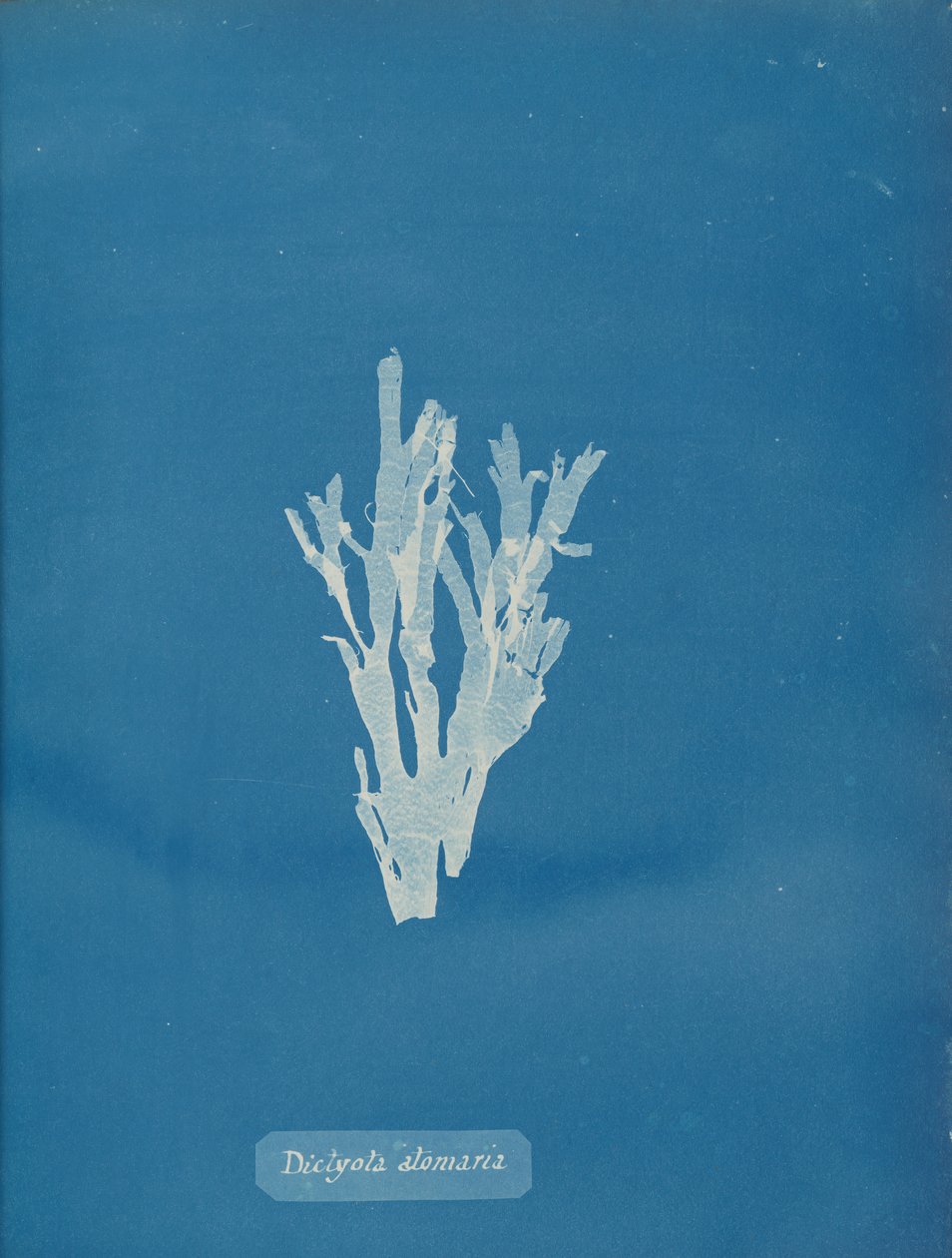 Dictyota atomaria, ca. 1853. af Anna Atkins