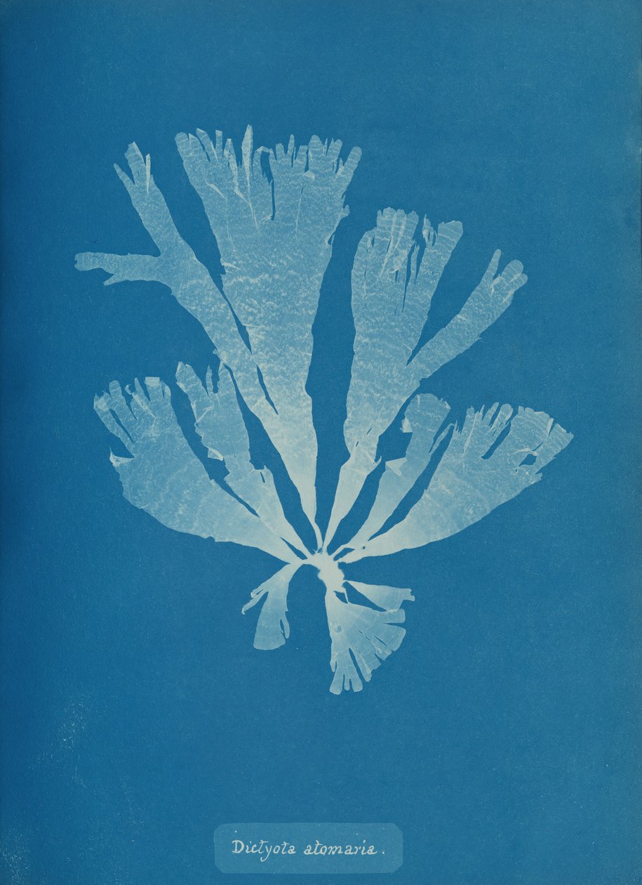 Dictyota atomaria, ca. 1853. af Anna Atkins