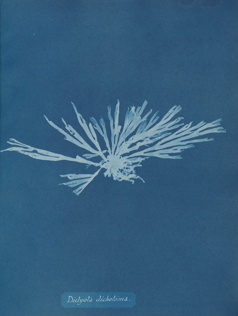 Dictyota dichotoma, ca. 1853. af Anna Atkins