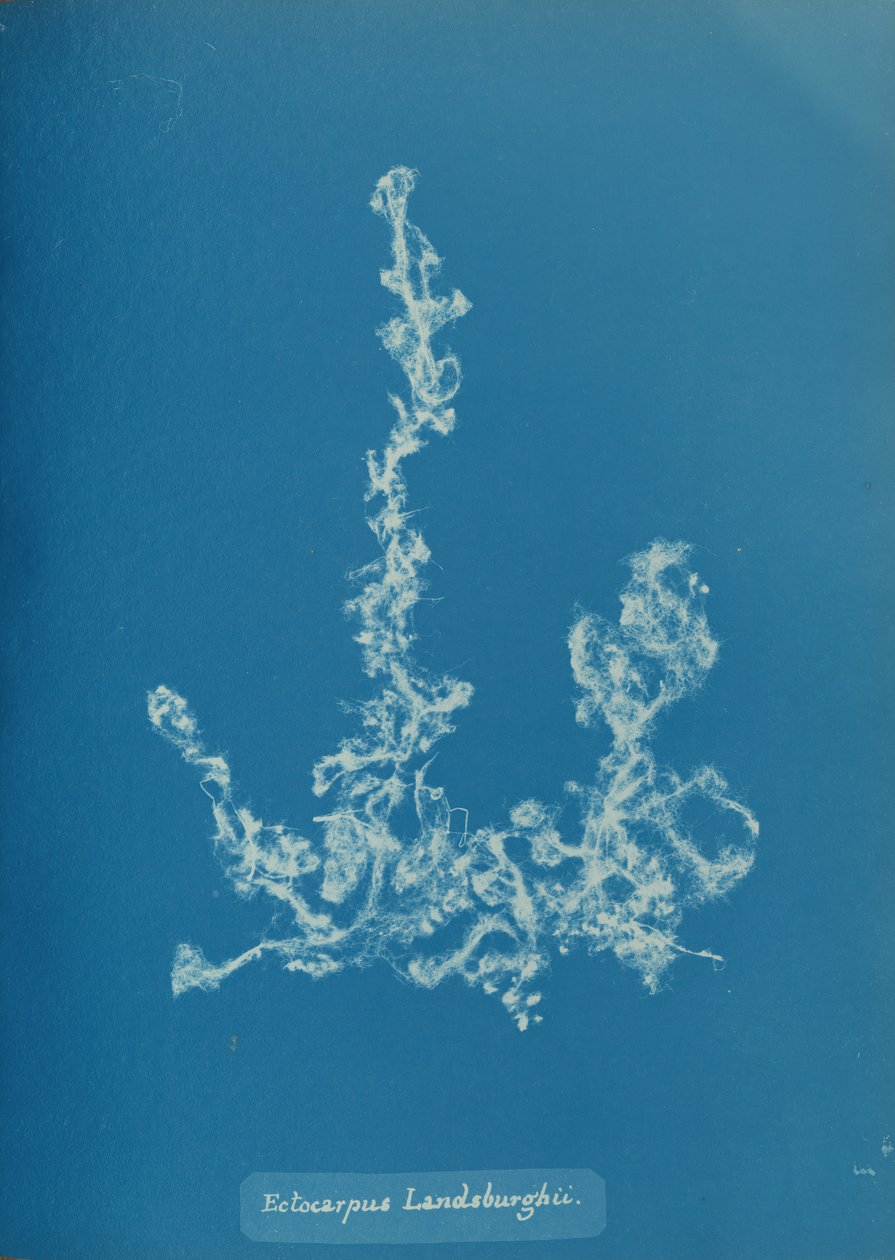 Ectocarpus Landsburghii, ca. 1853. af Anna Atkins
