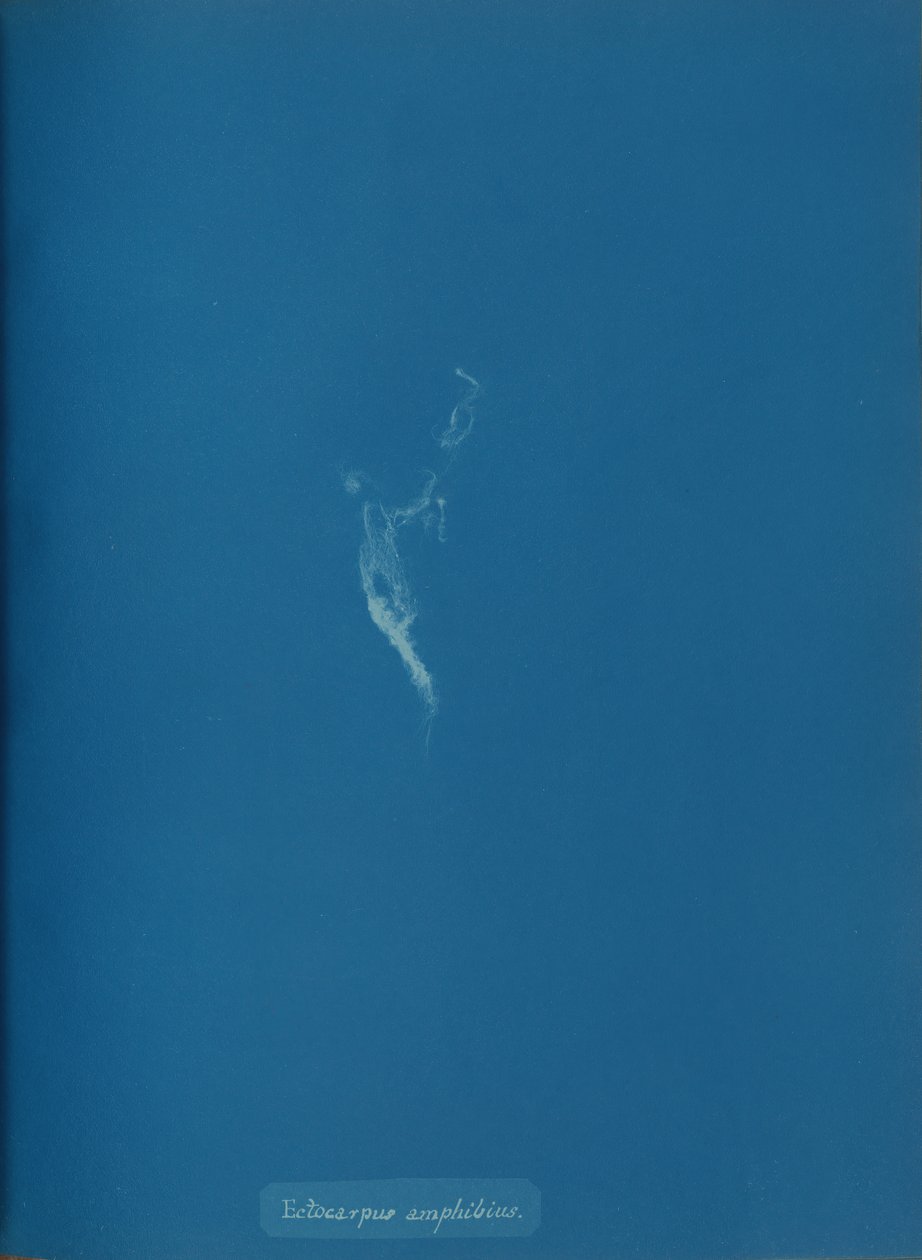 Ectocarpus amphibius, ca. 1853. af Anna Atkins