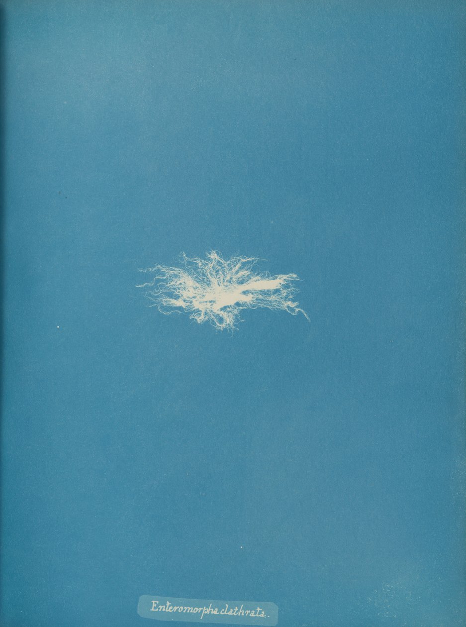 Enteromorpha clathrata, ca. 1853. af Anna Atkins