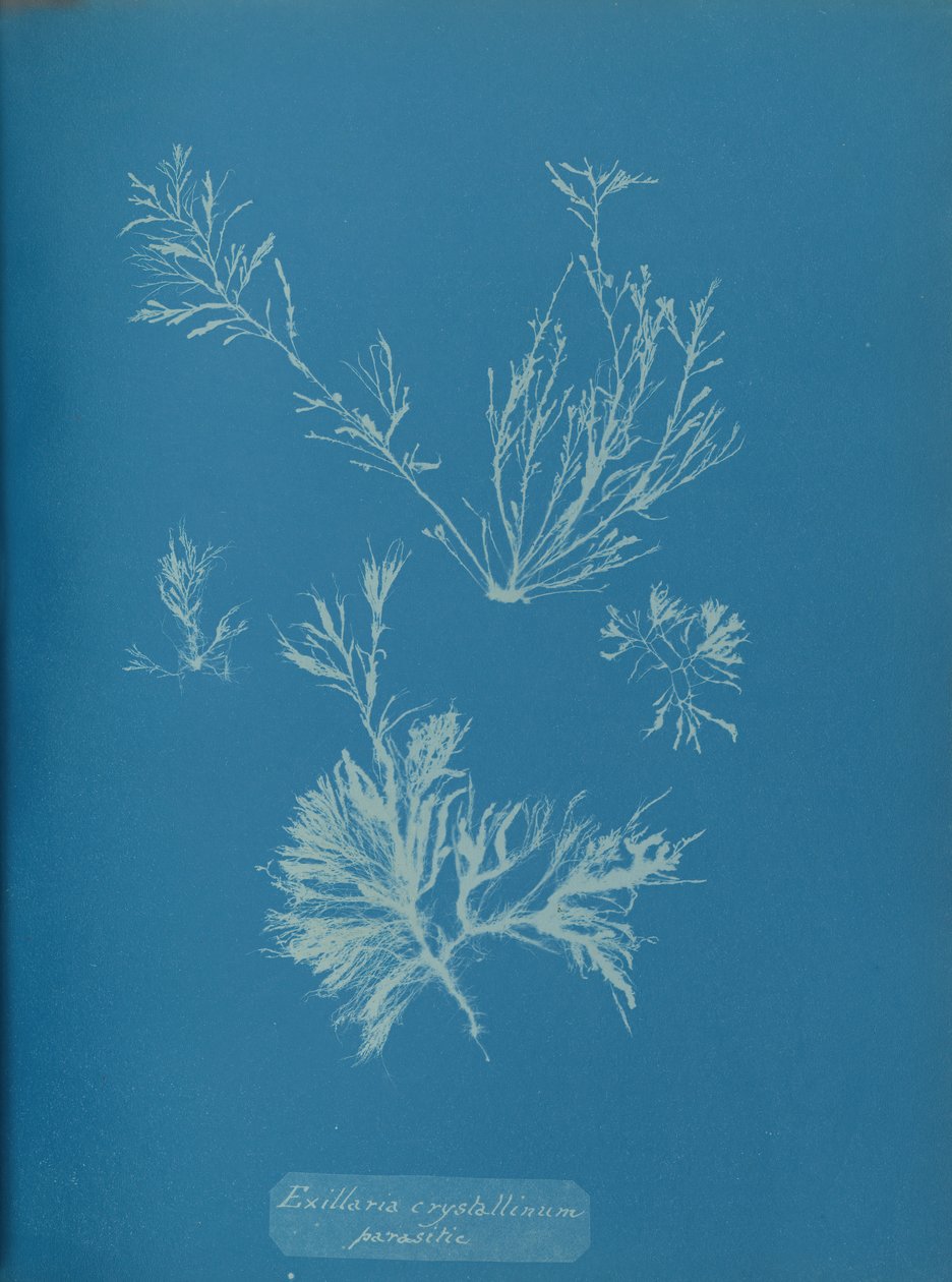 Exillaria crystallinum parasitic, ca. 1853. af Anna Atkins
