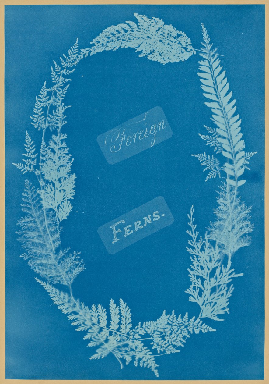 Udenlandske bregner af Anna Atkins
