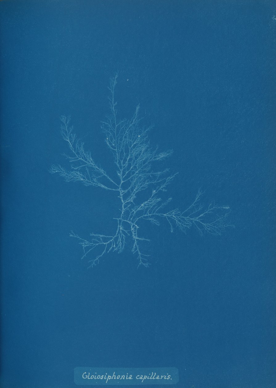 Gloisiphonia capillaris, ca. 1853. af Anna Atkins