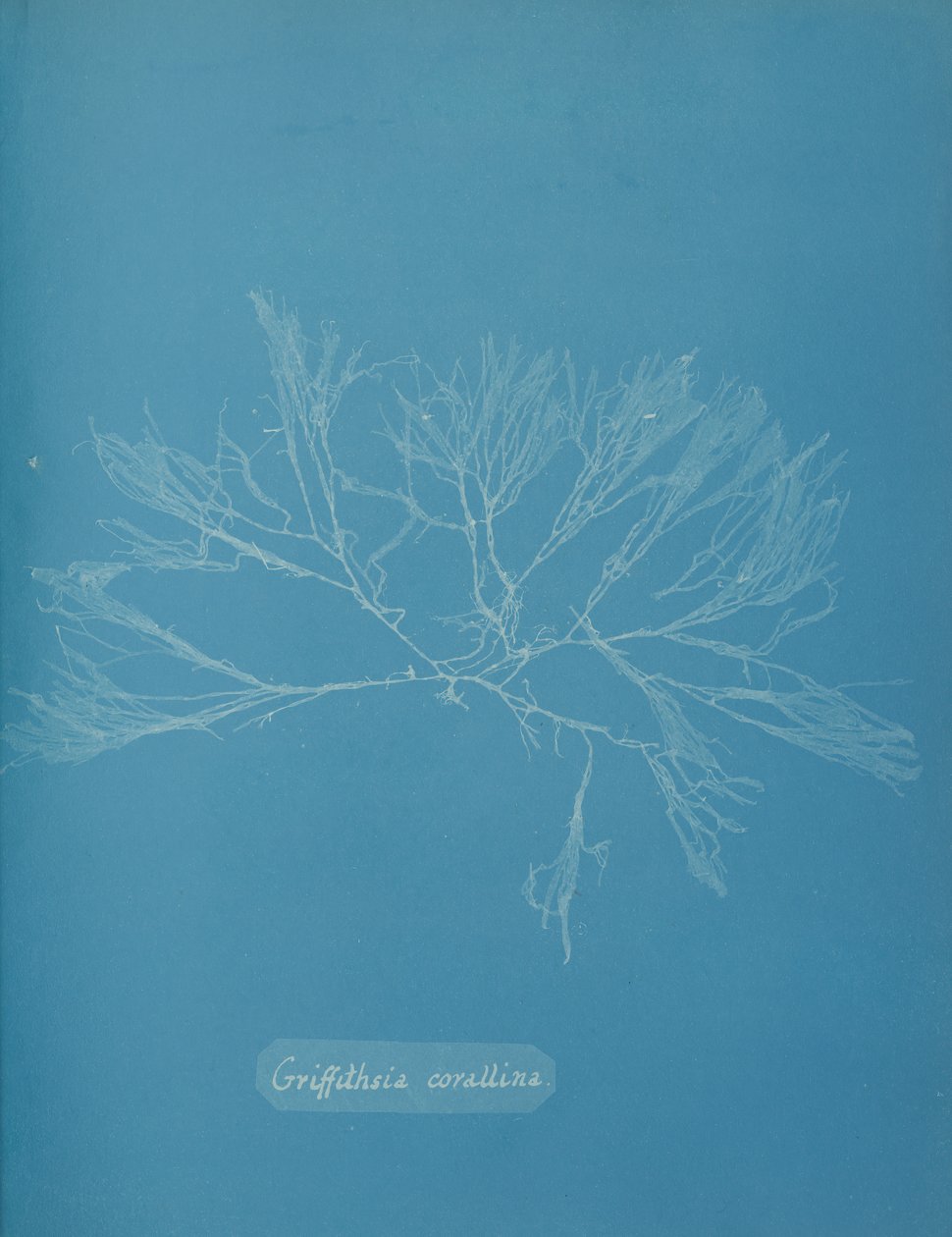 Coral Griffithsia, ca. 1853. af Anna Atkins
