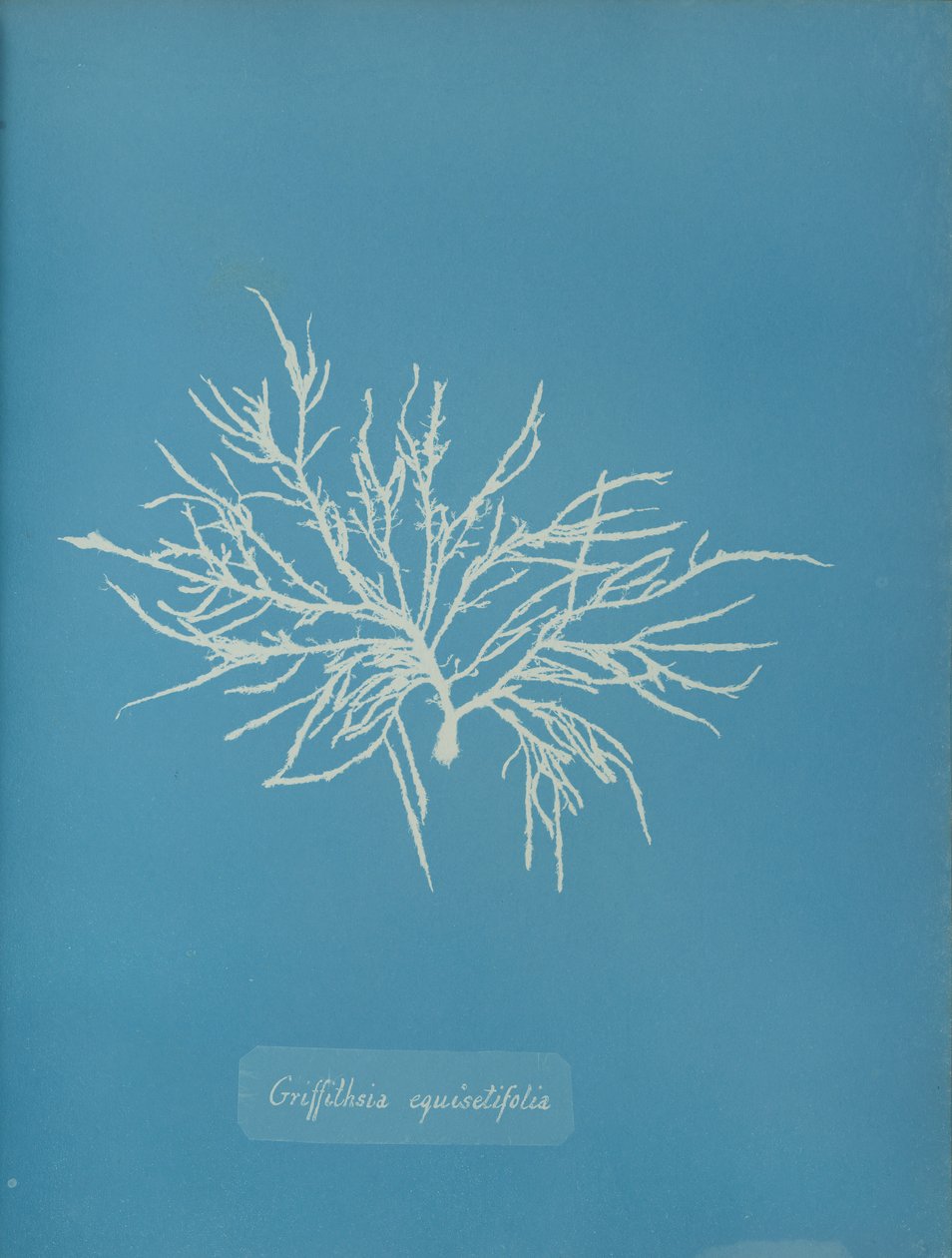 Griffithsia equisetifolia, ca. 1853. af Anna Atkins