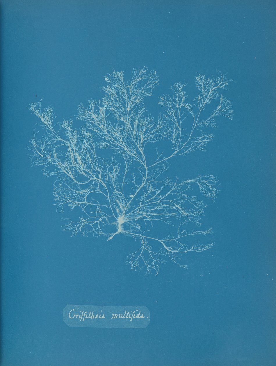 Griffithsia multifida, ca. 1853. af Anna Atkins