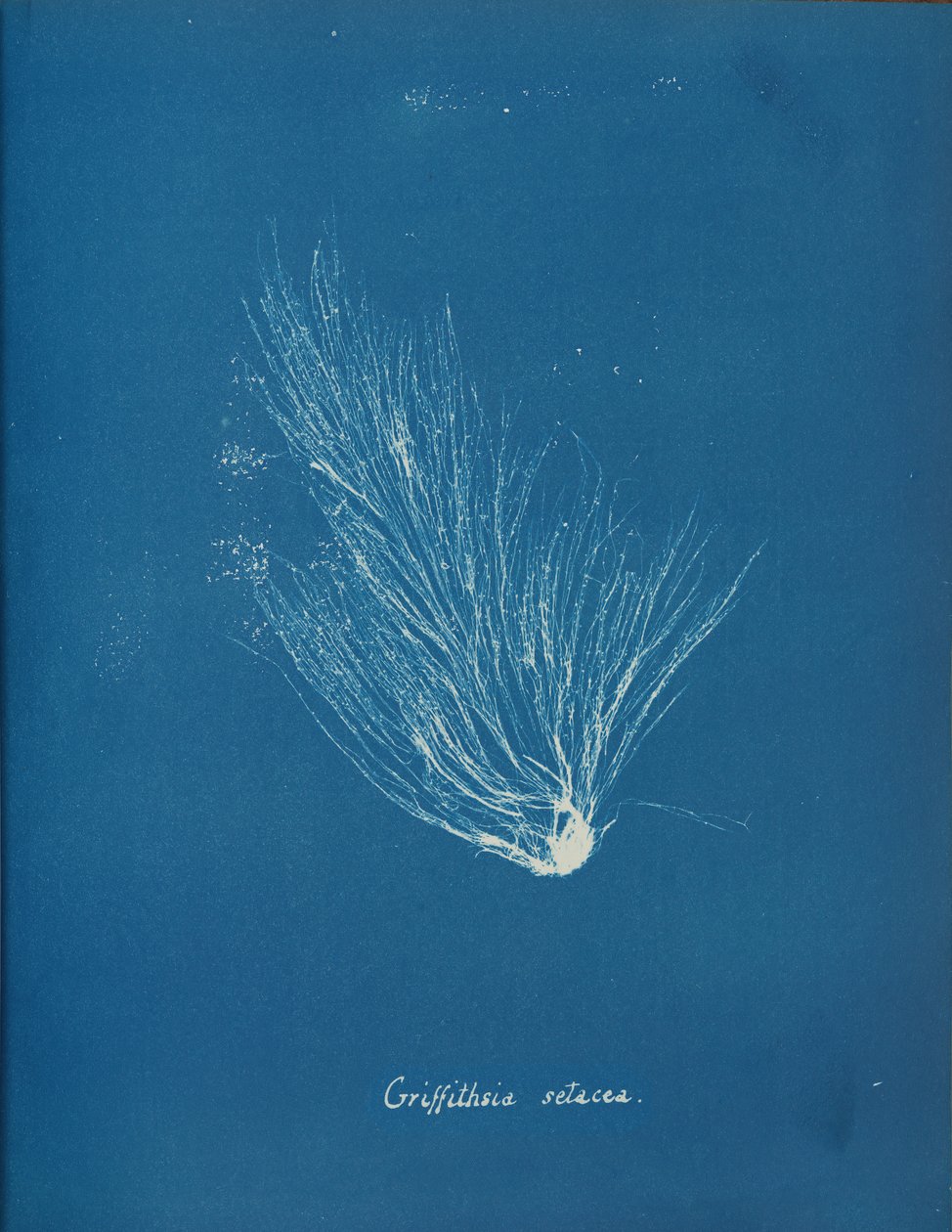 Griffithsia setacea, ca. 1853. af Anna Atkins
