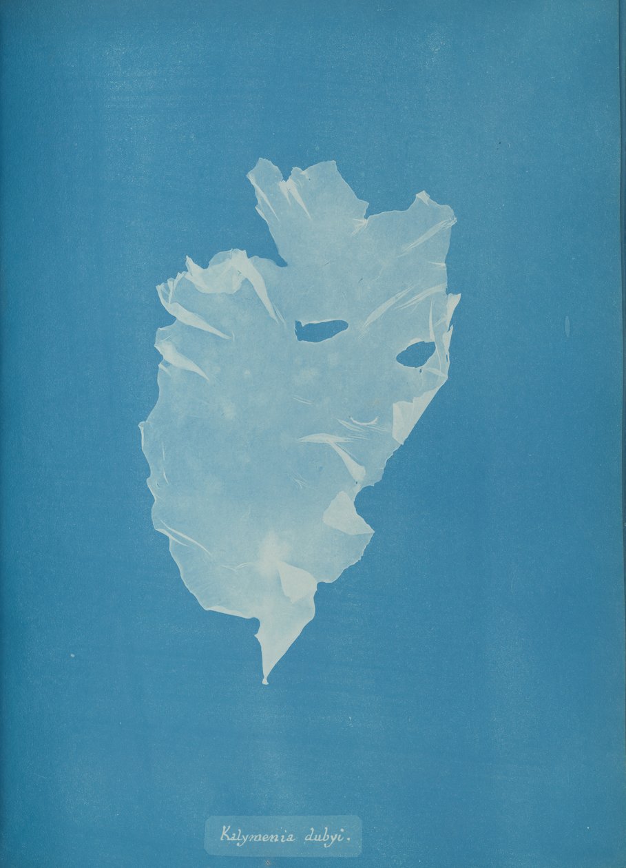Kalymenia dubyi, ca. 1853. af Anna Atkins