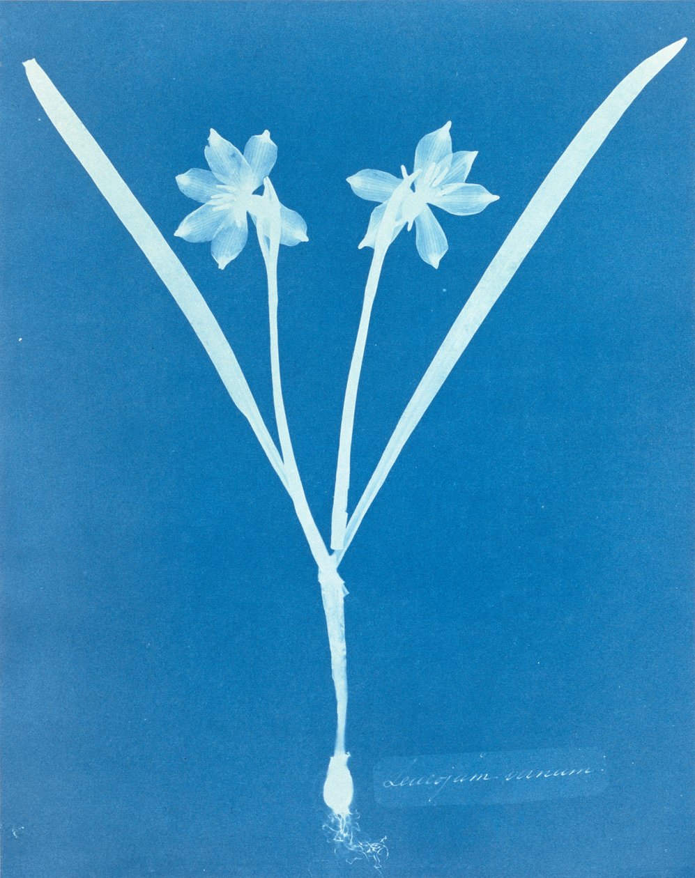 Leucojam Varium af Anna Atkins af Anna Atkins