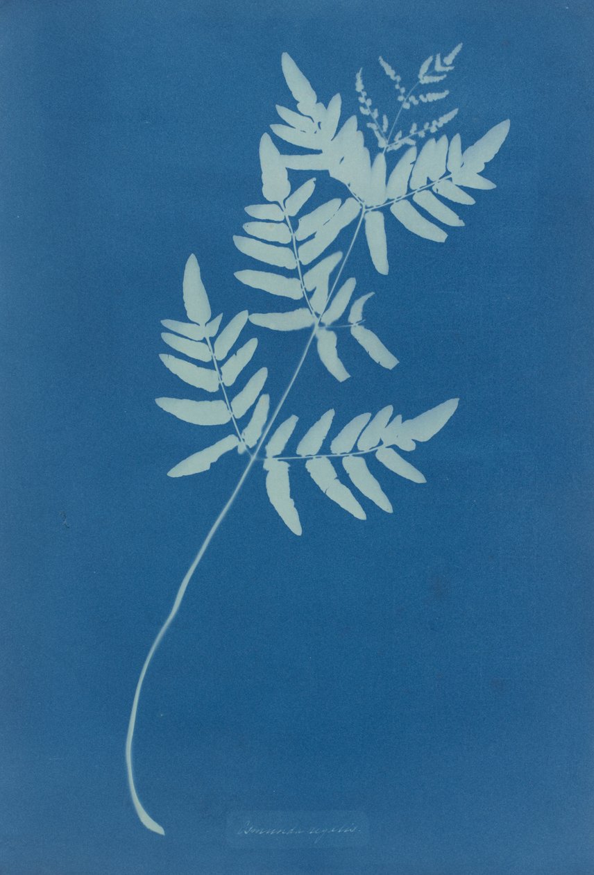 Osmunda Rigalis (Australien) af Anna Atkins