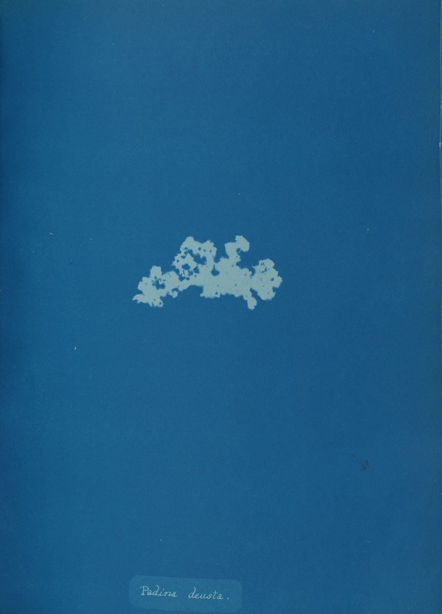 Padina deusta, ca. 1853. af Anna Atkins