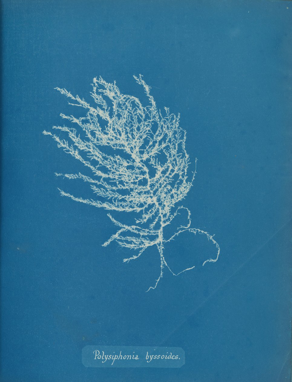 Polysiphonia byssoides, ca. 1853. af Anna Atkins