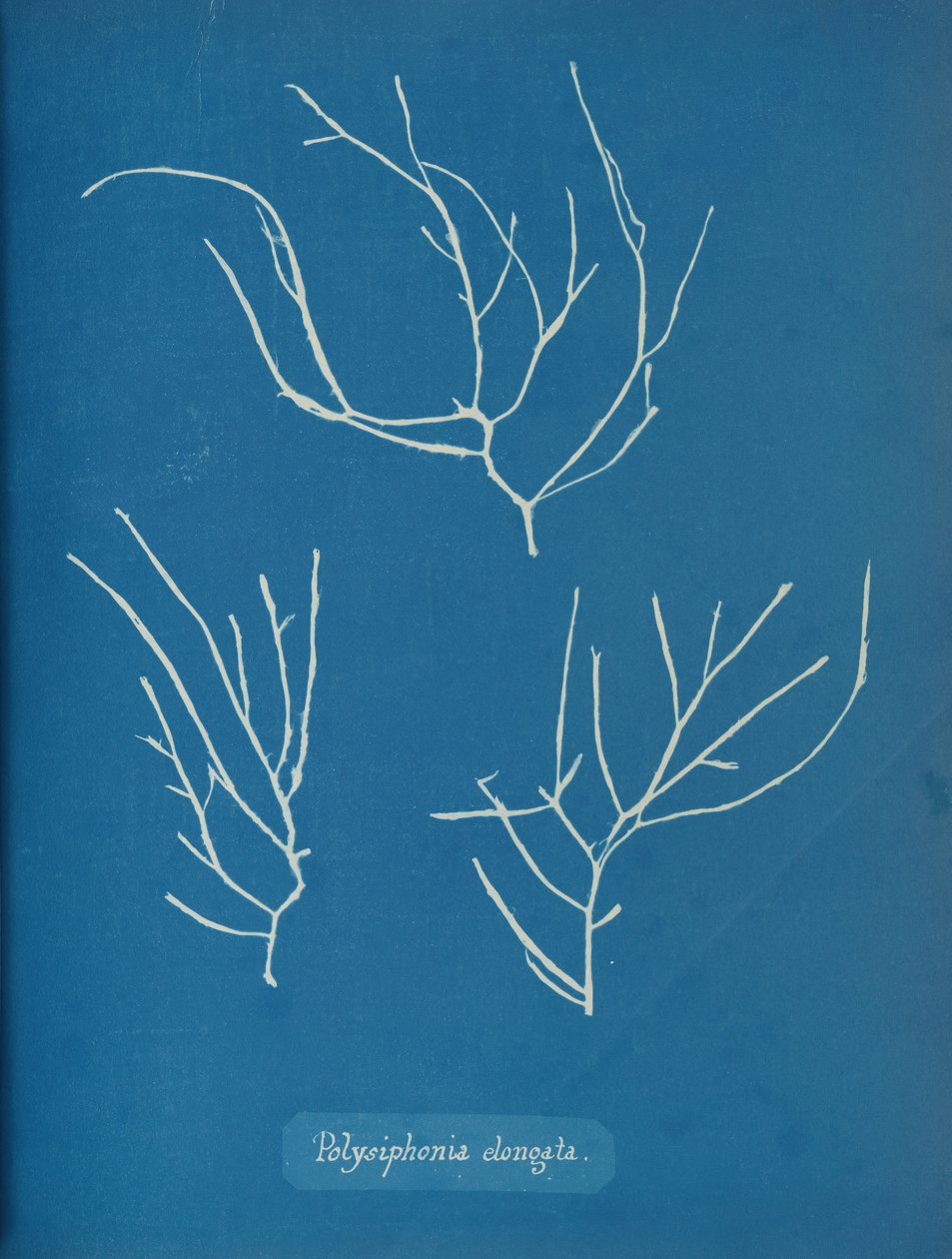 Polysiphonia elongata, ca. 1853 af Anna Atkins