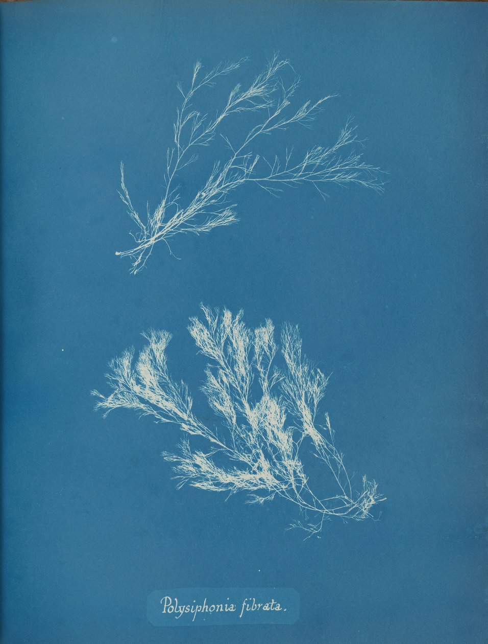 Polysiphonia fibrata, ca. 1853. af Anna Atkins
