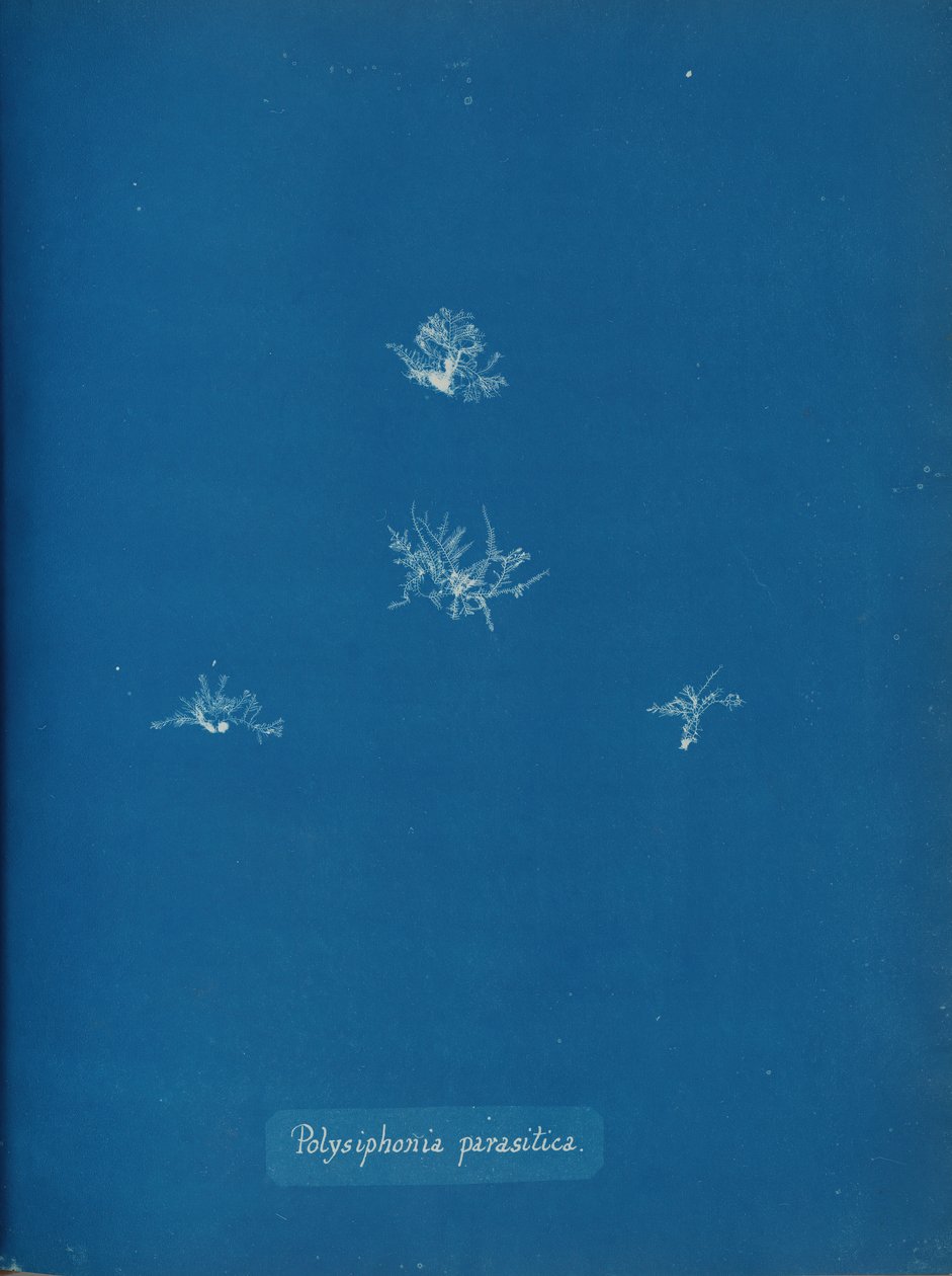 Polysiphonia parasitica, ca. 1853. af Anna Atkins