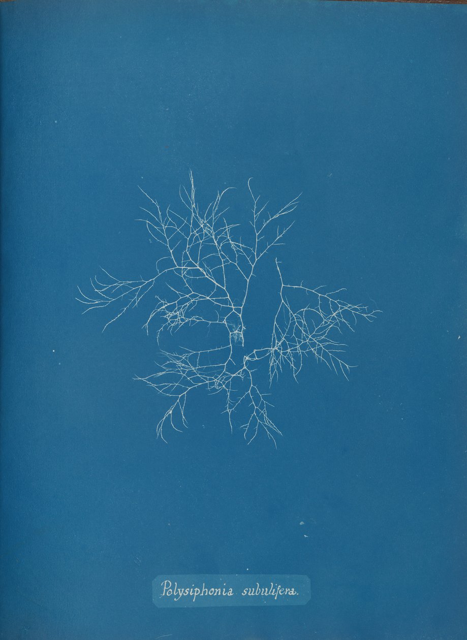 Polysiphonia subulifera, ca. 1853. af Anna Atkins