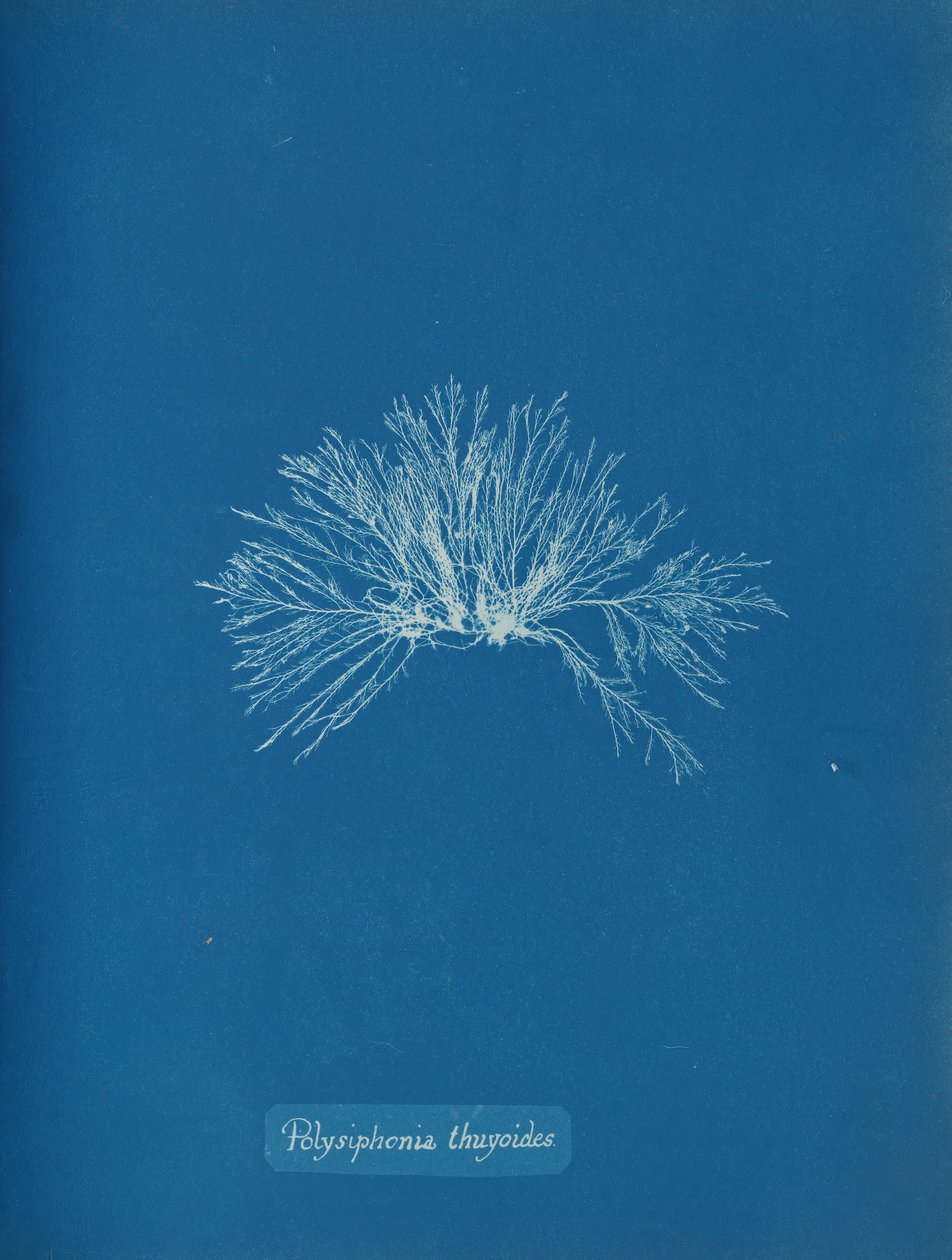 Polysiphonia thuyoides, ca. 1853. af Anna Atkins