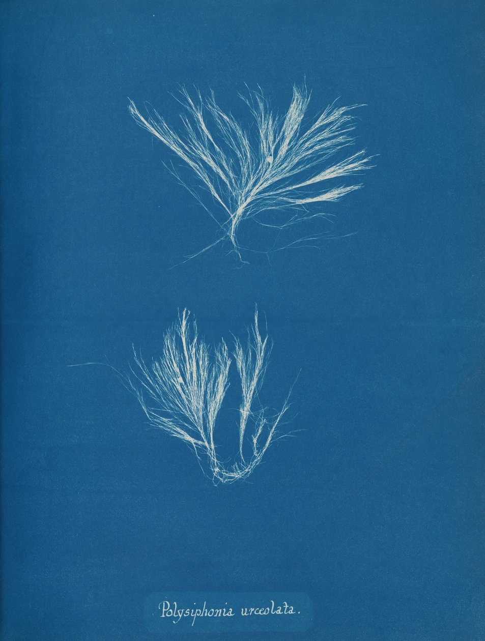 Polysiphonia urceolata, ca. 1853. af Anna Atkins